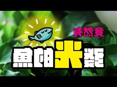 適合養在房間 的魚